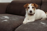 Tiersauger_Aufmacher.jpg