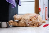 Katze kratzt an Möbeln 1