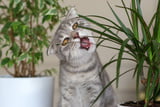 drachenbaum-giftig-fuer-katzen