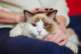 Katze gesund