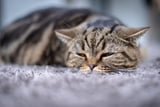 Auch Katzen können an Epilepsie erkranken.