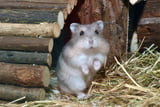 Typisches Katzenverhalten