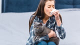 Katzenallergie: Neuer Impfstoff soll helfen