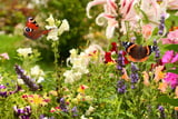 Schmetterling Paradies
