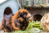Meerschweinchen Haltung Aufmacher