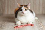 Diabetes ist eine häufige Erkrankung bei Katzen.