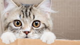 Spielregeln für Katzen