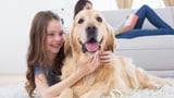 Hunde schenken Zufriedenheit