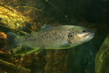 Fische