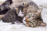 Katzenpille_Aufmacher.jpg