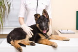 HD_Hund_Aufmacher.jpg