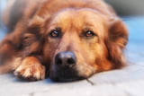 Epilepsie Hund 01
