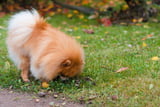 Hund Gift