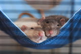 Harmonische Vergesellschaftung von Ratten