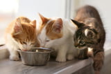 Mehrkatzenhaushalt.jpg