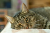 Katze_Schmerzen_Aufmacher.jpg