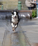 Hund in Berlin