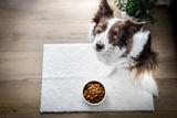 Darmsanierung_beim_Hund_Aufmacher.png