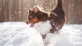 Hund im Schnee
