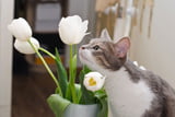 tulpen-giftig-fuer-katzen.jpg