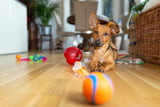 Hundespiele Indoor Outdoor