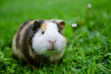 Gesundheitscheck Meerschweinchen
