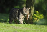 Katze Beute