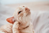 Flöhe bei Katzen bekämpfen: So werden Sie sie ein für alle Mal los!