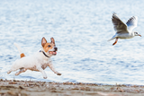 jagdtrieb-beim-hund