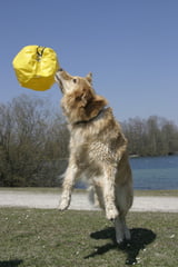 Hundespiele von A bis Z