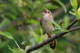 Vogelgesang Mietminderung