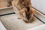 katze-frisst-katzenstreu.jpg