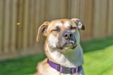 Bienenstich_Hund_Aufmacher.jpg