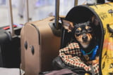 Hund stirbt im Flugzeug Aufmacher