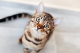 Katze Wohnung markiert