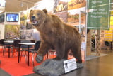 Trophäenjagd 01