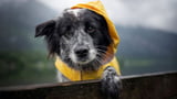 Hundebekleidung ist wichtig