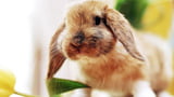 Pflanzen giftig für Kaninchen