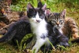 Katze-Bauernhof-Aufmacher.jpg