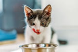 Kitten_füttern_Aufmacher.jpg