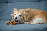 Ochsenziemer-Hund_2.png