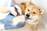 Hund-hat-Schuppen.jpg