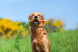 Hund_vegetarisch_ernaehren_Aufmacher.jpg