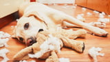 Jetzt testen: Welcher Spiel-Typ ist mein Hund?