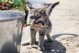 Katze frisst Fisch