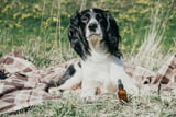 Leinoel_Hund.jpeg
