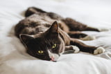 Wenn Katzen trauern
