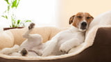 Hundekorb: Tipps für Kauf und Standort