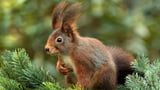 Im Eichhörnchen steckt der Teufel