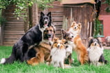 Hund_Sozialkontakte_Aufmacher.jpg